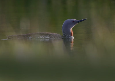 Smlom [Red-throated Diver] (IMG_9357)