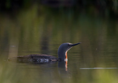 Smlom [Red-throated Diver] (IMG_9363)