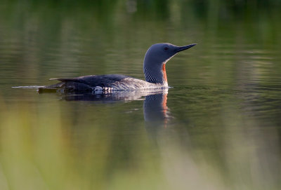 Smlom [Red-throated Diver] (IMG_9370)