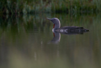 Smlom [Red-throated Diver] (IMG_9373)