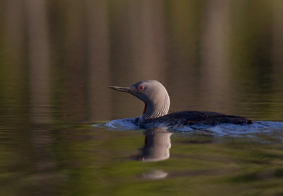 Smlom [Red-throated Diver] (IMG_9428)