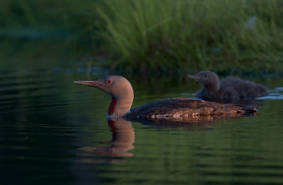 Smlom [Red-throated Diver] (IMG_9523)