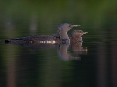 Smlom [Red-throated Diver] (IMG_9565)