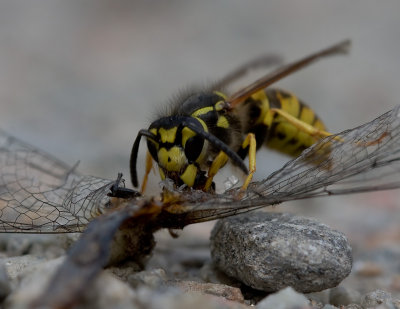 Geting (IMG_6666)