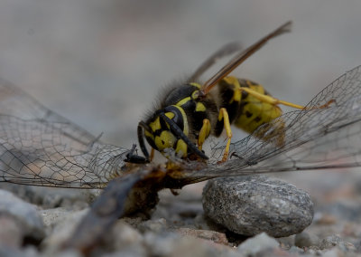 Geting (IMG_6667)