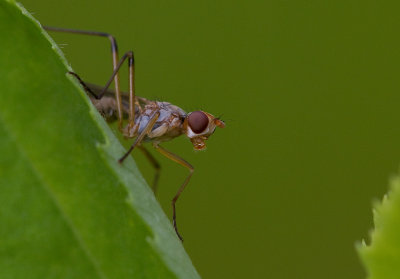 Fluga (IMG_0547)