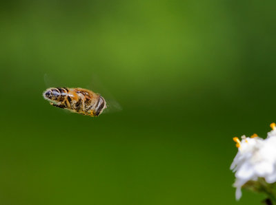 Fluga (IMG_8999)