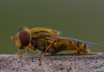 Fluga (IMG_9856)