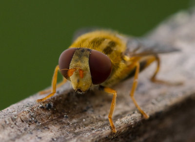 Fluga (IMG_9863)