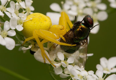 Blomkrabbspindel (IMG_0023)