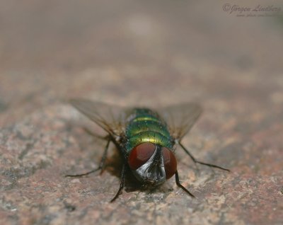 Guldfluga (IMG_0293)