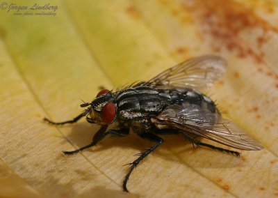 Parasitfluga (IMG_0352)
