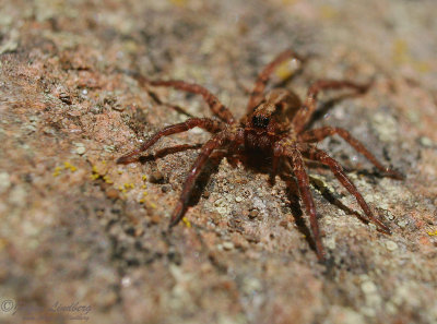 Vargspindel [Alopecosa taeniata] (IMG_0187)