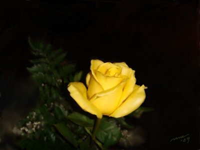 Valentine Rose