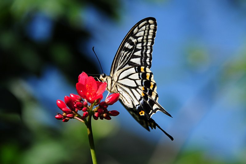 F10--Butterfly Farm, St Martin