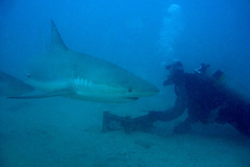 H95--Underwater St Maarten, Shark Awareness Dive