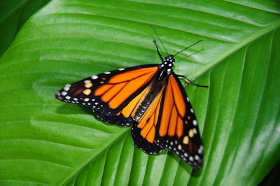 F7--Butterfly Farm, St Martin