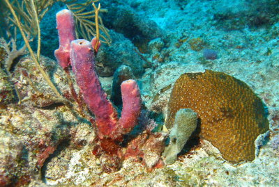 H3--Underwater St Maarten, Gregory site, tube sponge