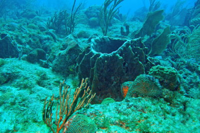 H11--Underwater St Maarten, Gregory site, barrel sponge
