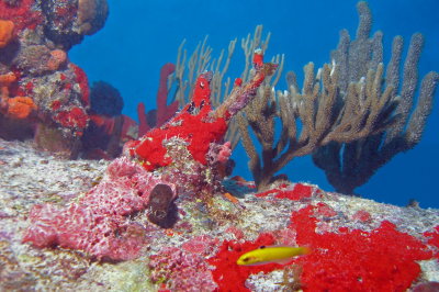 H18--Underwater St Maarten, Liedmar Wreck site