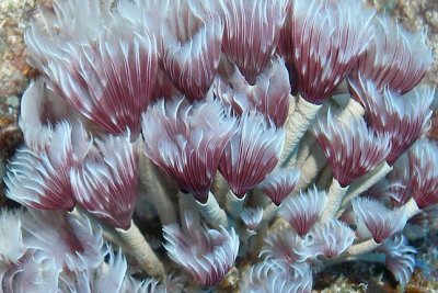 H26--Underwater St Maarten, The Bridge site, tube worms