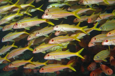 H31--Underwater St Maarten, Gregory site, yellow goatfish