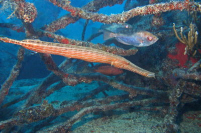 H33--Underwater St Maarten, The Bridge Wreck site, trumpetfish