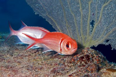 H39--Underwater St Maarten, The Bridge site, blackbar soldierfish