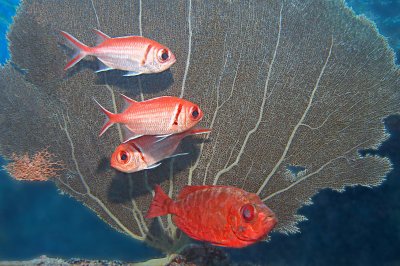 H41--Underwater St Maarten, The Bridge site, blackbar soldierfish and glasseye snapper