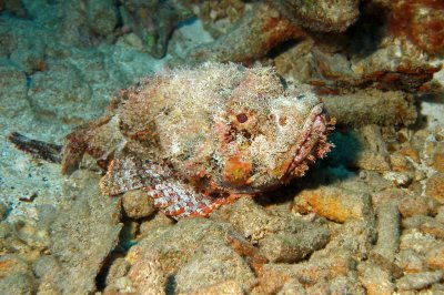 H49--Underwater St Maarten, Gregory site, scorpionfish
