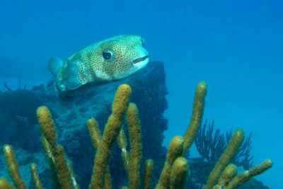 H50--Underwater St Maarten, The Bridge site, spotted burrfish