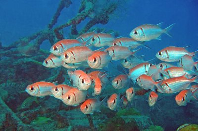H36--Underwater St Maarten ,The Bridge Wreck site, blackbar soldierfish