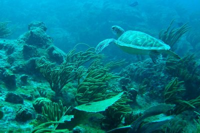 H61--Underwater St Maarten, Proselyte Reef,  turtle