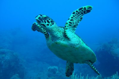 H63--Underwater Saba, Hot Springs Reef, turtle
