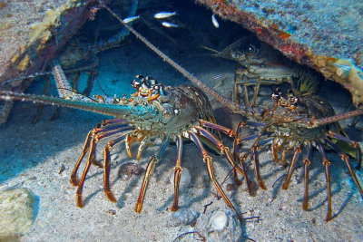 H65--Underwater St Maarten, The Bridge Wreck site, lobsters
