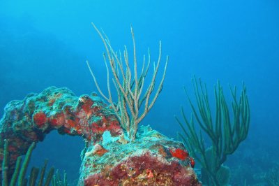 H77--Underwater St Maarten, Proselyte Reef-Wreck, anchor