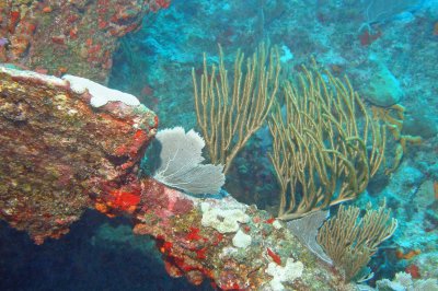 H78--Underwater St Maarten, Proselyte Reef-Wreck, anchor
