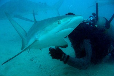 H98--Underwater St Maarten, Shark Awareness DIve