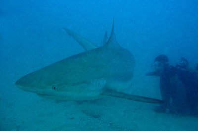 H99--Underwater St Maarten, Shark Awareness Dive