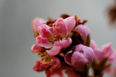 _MG_2438.JPG
