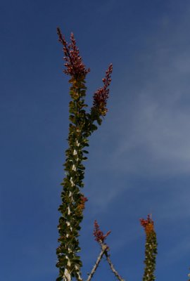 _MG_3780.JPG