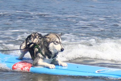 Surf Dogs!