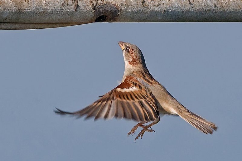 House Sparrow.