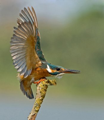 Kingfisher.