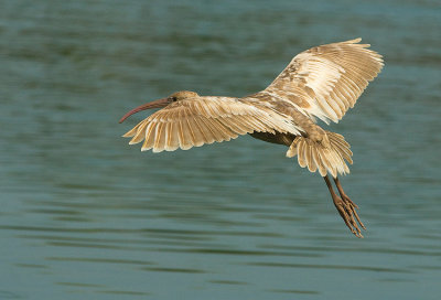 Glossy Ibis. (young - Albino)