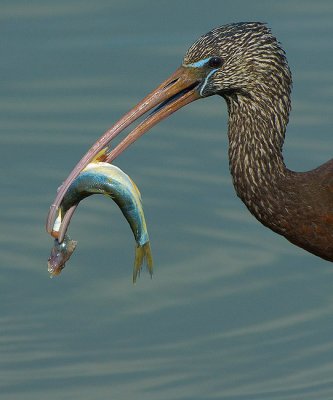 Glossy Ibis.