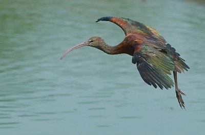 Glossy Ibis.