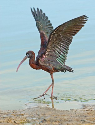 Glossy Ibis.