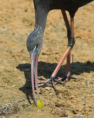 Glossy Ibis.