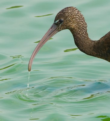 Glossy Ibis.